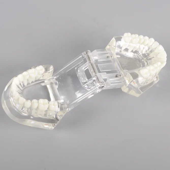 Новая модная Стоматологическая прозрачная модель, ортодонтика без кронштейнов