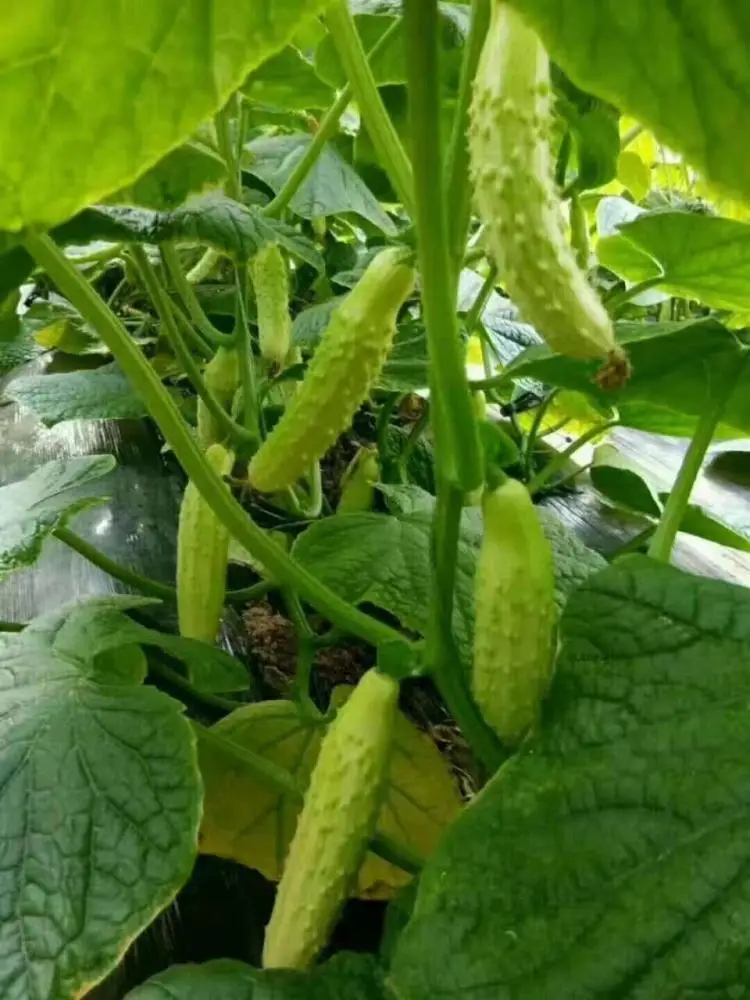 
Supply Early Maturity Hybrid f1 parthenocarpy white cucumber seed for planting 