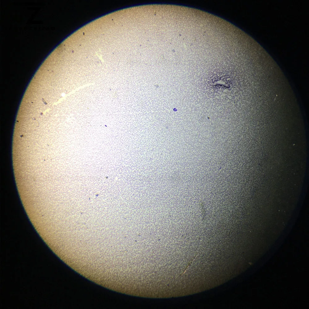 Plasmodium Falciparum Smear Prepared Microscope Slides 1 Pieces