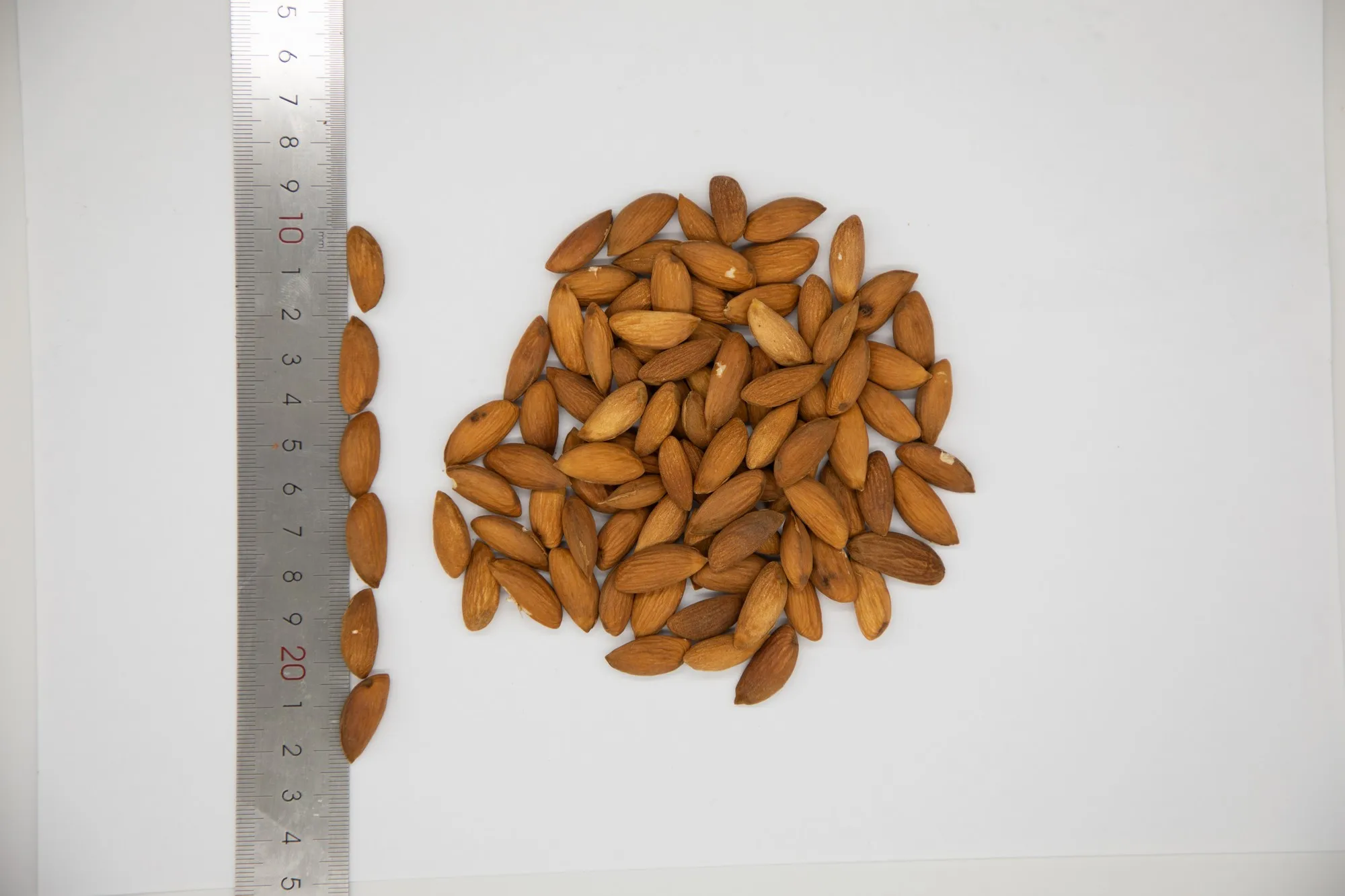 Healthy snack top grade organic almond kernels shelled almonds nuts in bulk from Uzbekistan manufacturer