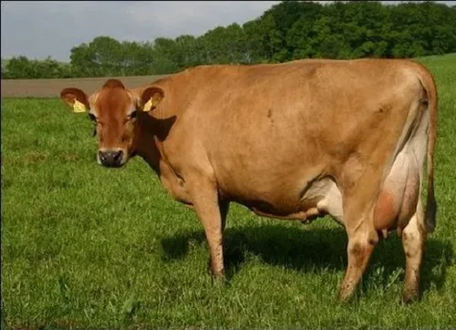 Jersey cows
