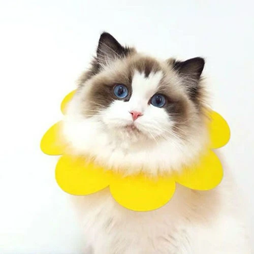 New design felt cute flower cat protection collar dog anti bite and lick pet product pet anti bite colar