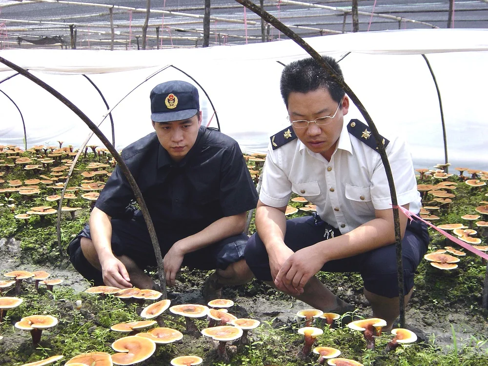 Organic Vegan Healthcare Supplement Reishi Mushroom Spore Powder Capsule