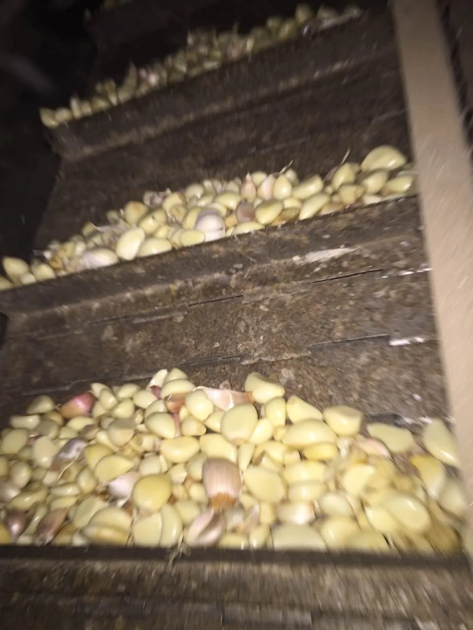 Peeled Garlic Color sorter Garlic Separator