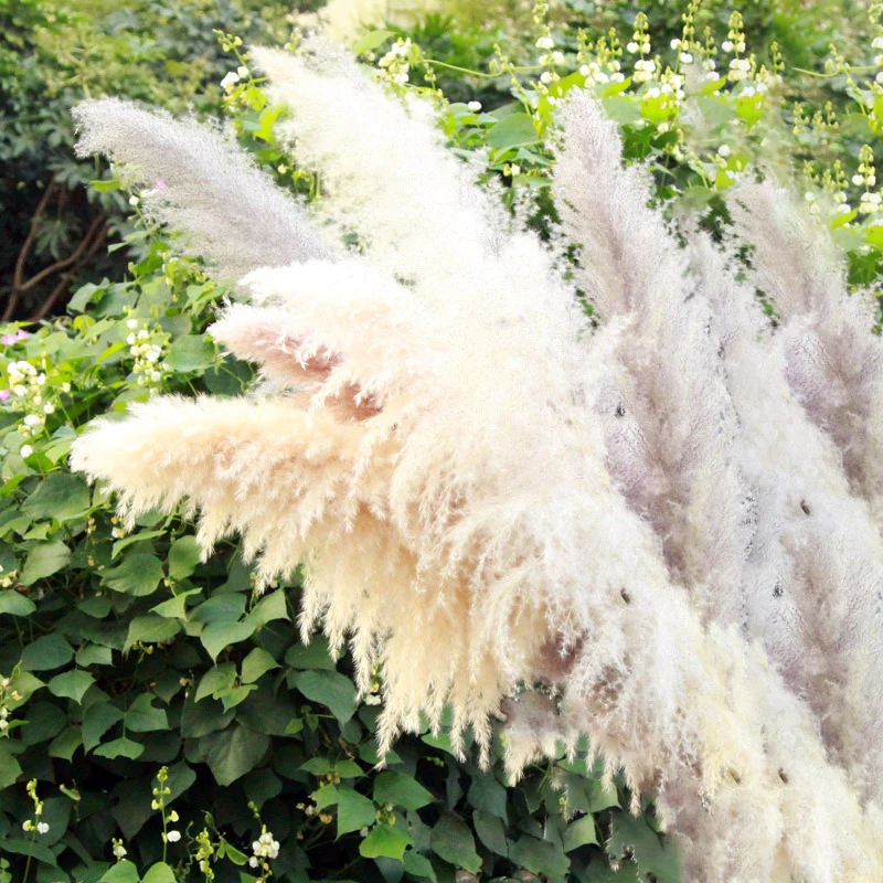 
Decorative Dried Flower 1.5m Large Dried Wedding Home Fluffy Prundo Phragmites Reeds Dried Pampas Grass 