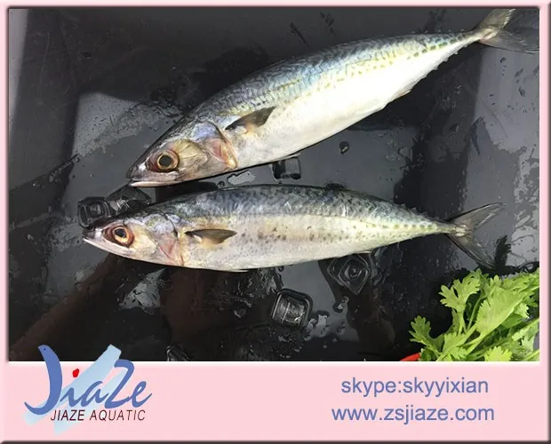 
Frozen seafood Mackerel fresh scomber japonicus frozen pacific fish 