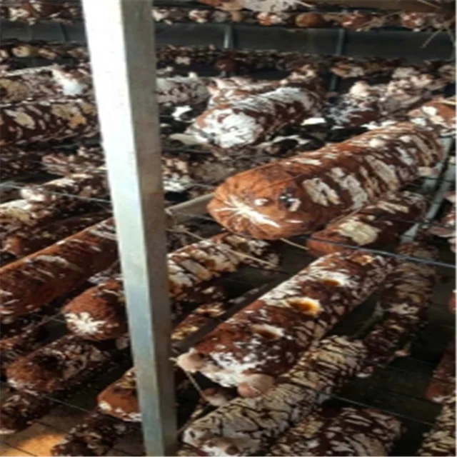 Grape,Kiki,Passion fruit,Dragon Fruit Pull Line 2.2mm Passion fruit planting Plastic steel wire