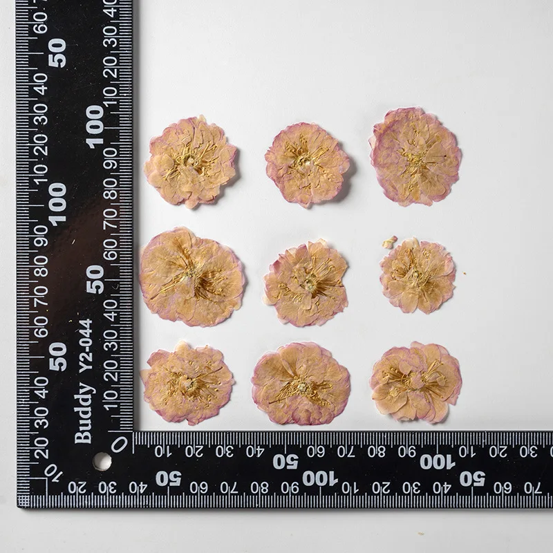 Sakura Cherry Blossoms Card Making Supplies Resin Jewelry Natural Plant  Real Pressed Dried Flower