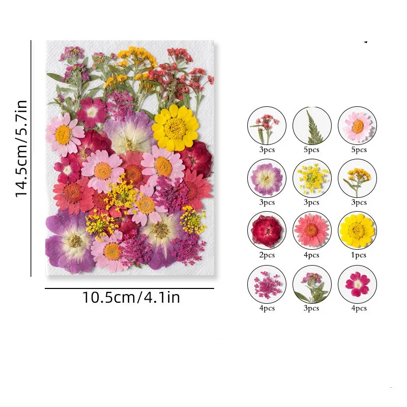 Pressed Preserved Dry Natural Plants Petals Dry Leaves Specimen Dried Flower for Candle Nails Resin