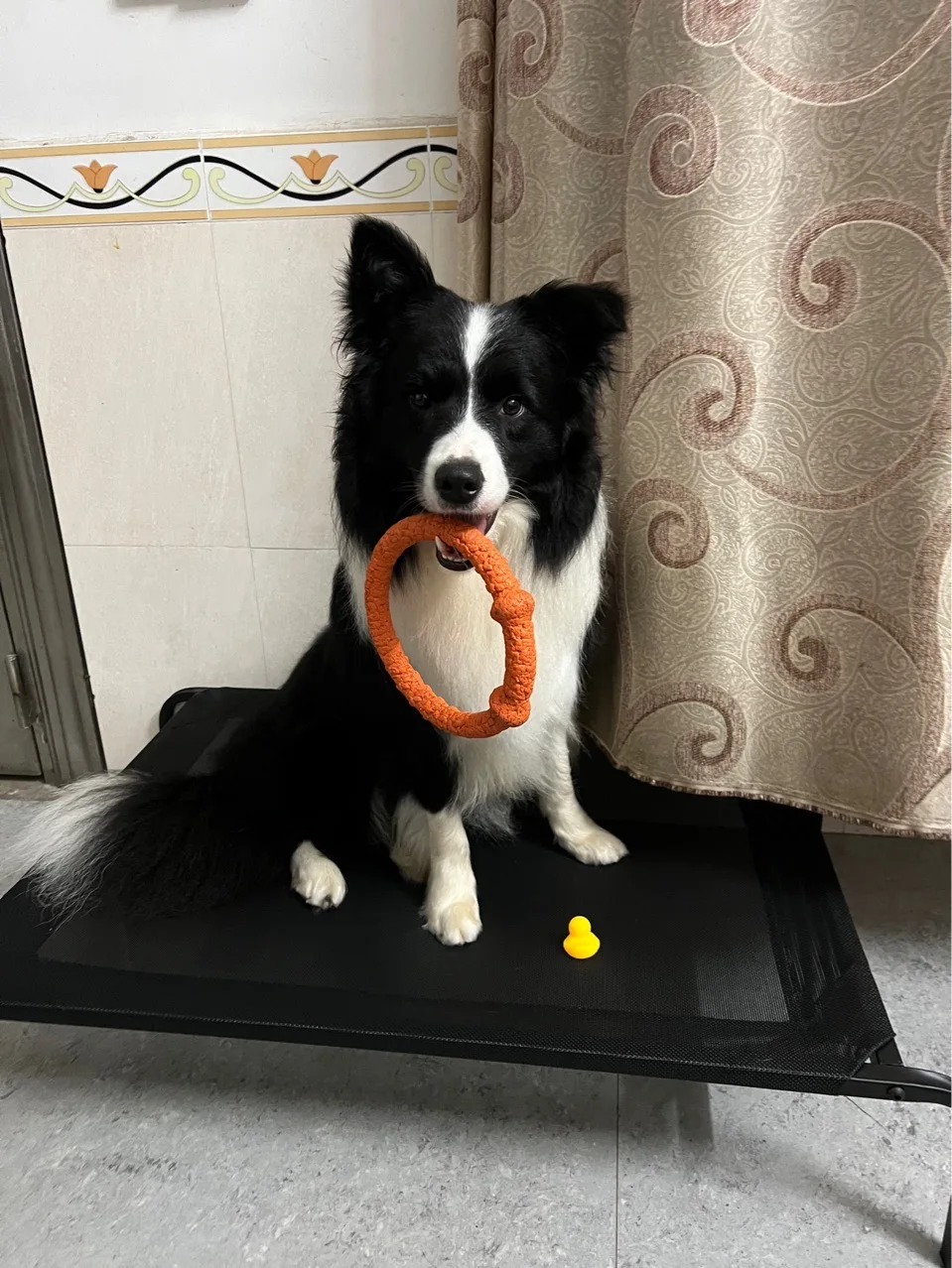 TESLIN Fabric Portable Durable Frame Elevated Dog Cot Sustainable Raised Dog Bed for Large Dogs for Camping