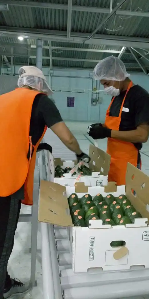 Natural Fresh All Caliber Hass Avocado Mexican Exporters Cold Storage Wholesale Distributors Packaging Mixed Drinks Halves