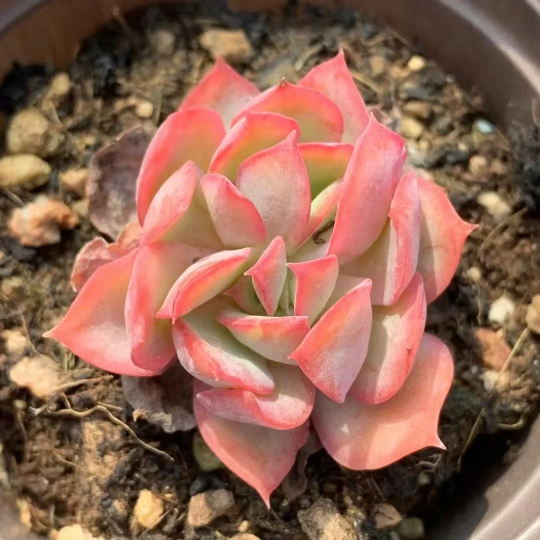 
 Горшок 9 см, живые суккуленты, Echeveria Luella Mix, 1 и 2 головки, садовое растение  