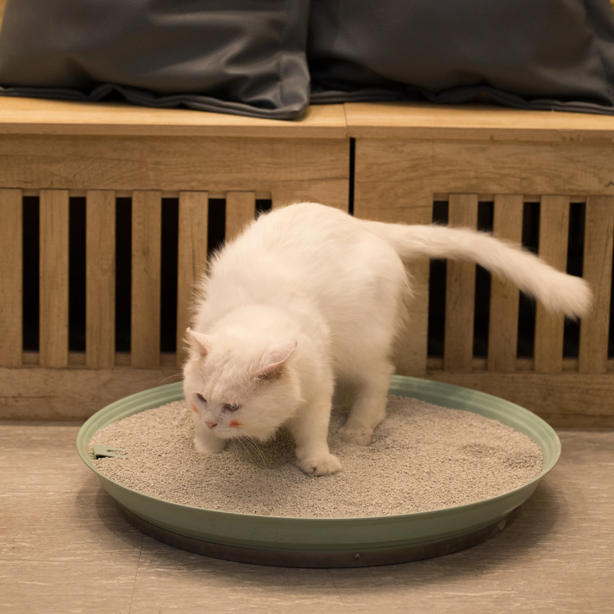 
2021 Pet products, Dust free super clumping pet sand, Nature colored bentonite cat litter 