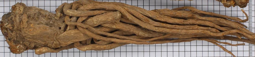 
The high quality of Chinese medicinal materials and the preferential price of Angelica sinensis 