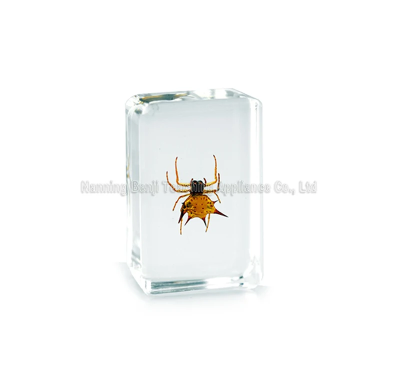 Eco-Friendly Long Arm Scarab Beetle Resin Crafts Real Epoxy Animal Specimen For Gits
