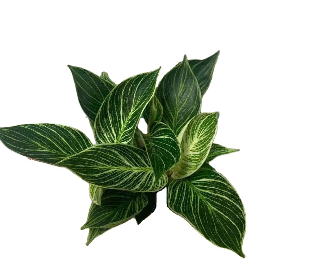 Wholesale high quality Philodendron Birkins ornamental live plant bonsai for decorative foliage plant