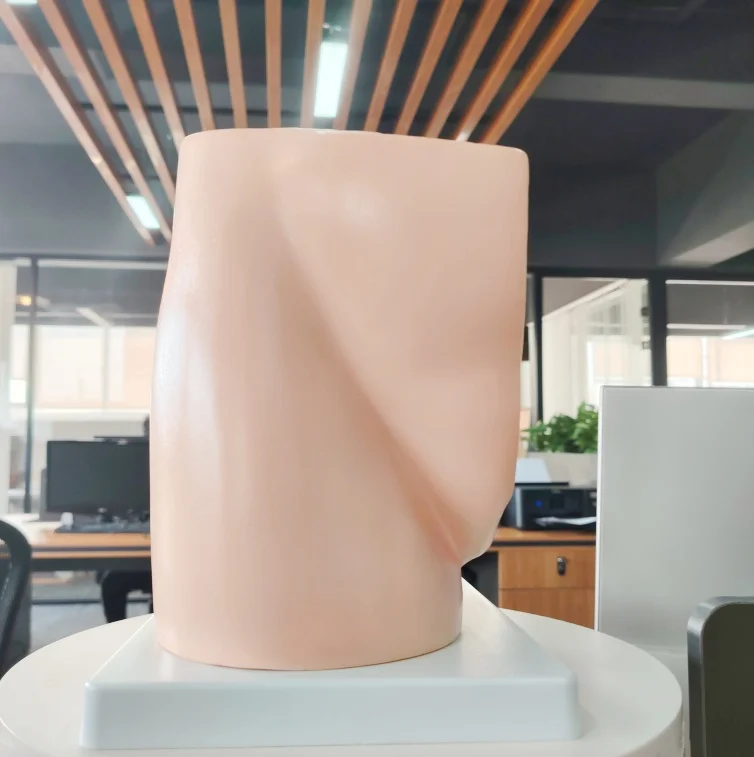 DARHMMY Female Human Sagittal Pelvic Anatomical Model with 2 Parts for Medical Science