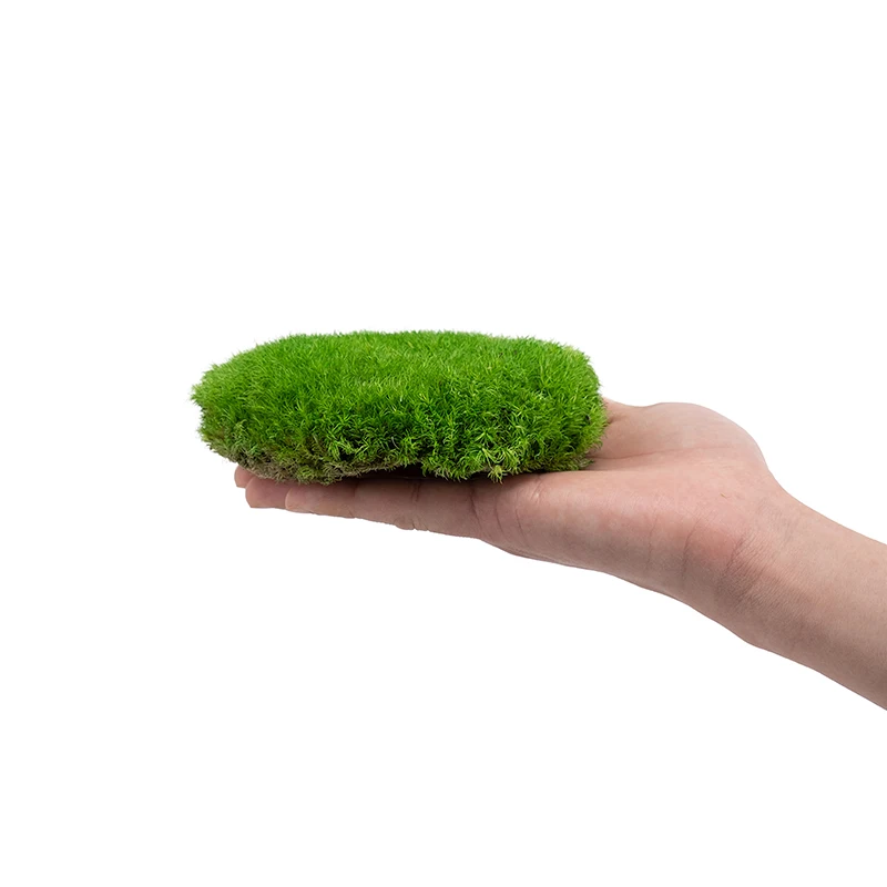 Premium Natural Green Decorative Real Pillow Moss Bun Moss Preserved Pole Moss musgo preservado