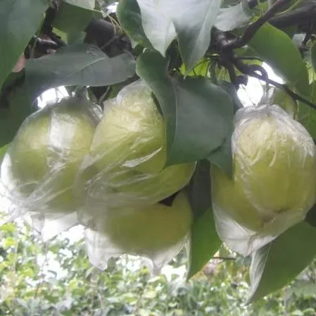 fresh ya pear&new crop&the most lowest price