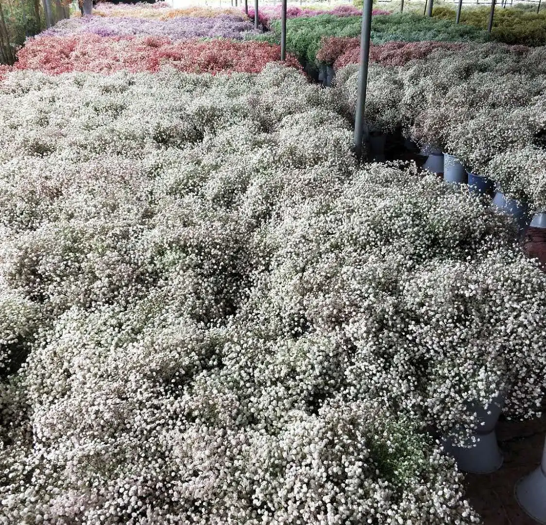 wholesale purple dried hibiscus flower hair dried flowers degradable resin name letter light Yunnan real dried flower epoxy