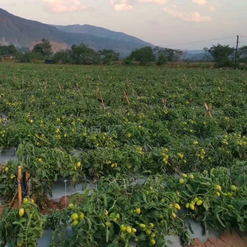 
From China, Processing Hybrid Tomato seeds 