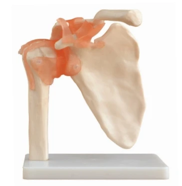 Medical Science Life-Size Muscled Shoulder Joint Model Plastic Skeleton for Training Purpose