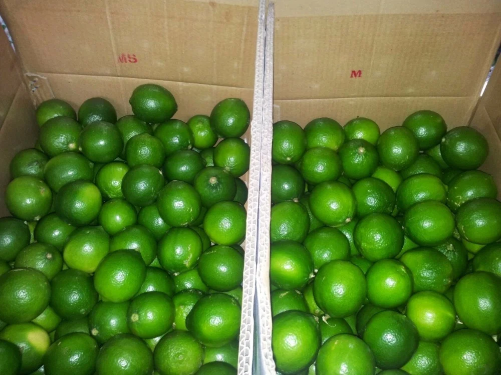 Fresh Seedless lime