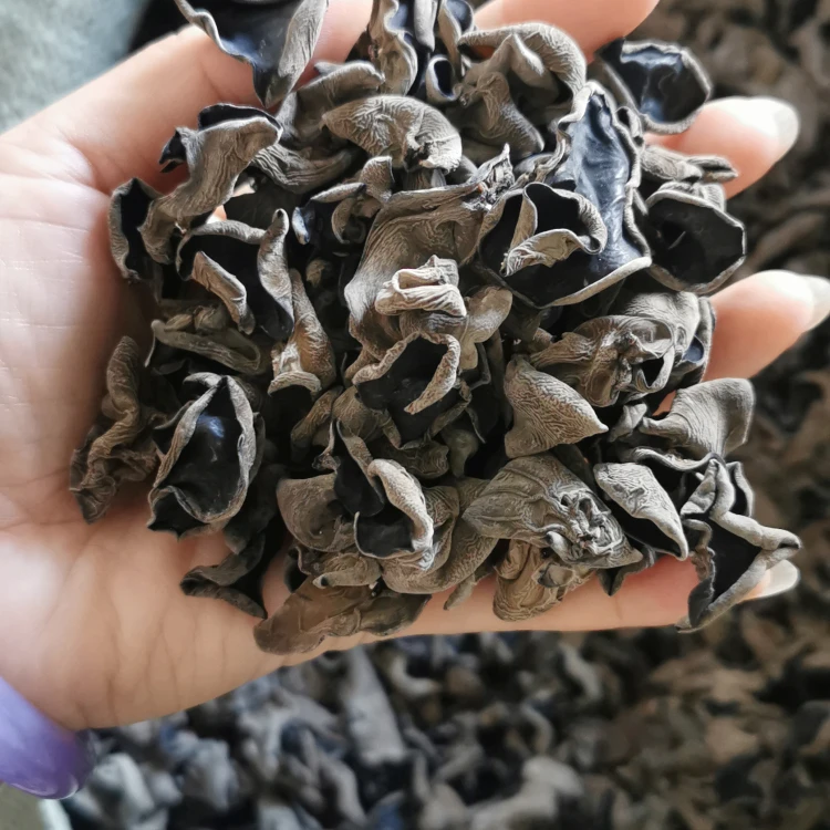 Fresh White-backed Black Fungus/Agaric for Mushroom Buyers