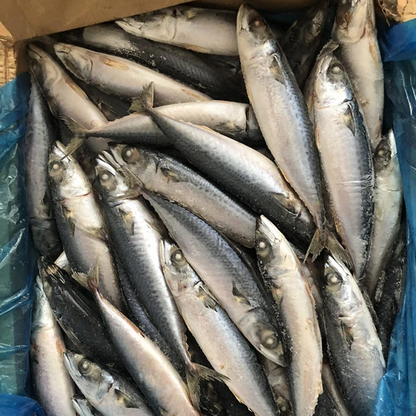 Замороженная рыба-скумбрия BQF Chub Тихоокеанская скумбрия