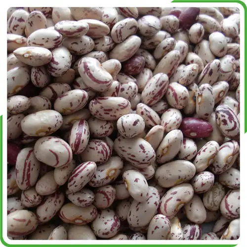 
2021 crop light speckled kidney beans long shape,YiAn origin(792) 