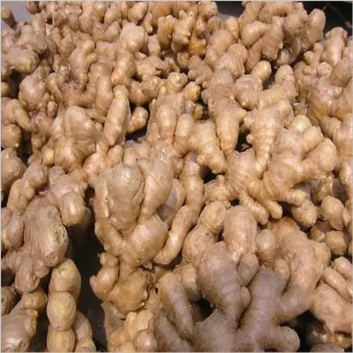 Organic ginger planting seasoned ginger  air-dried ginger