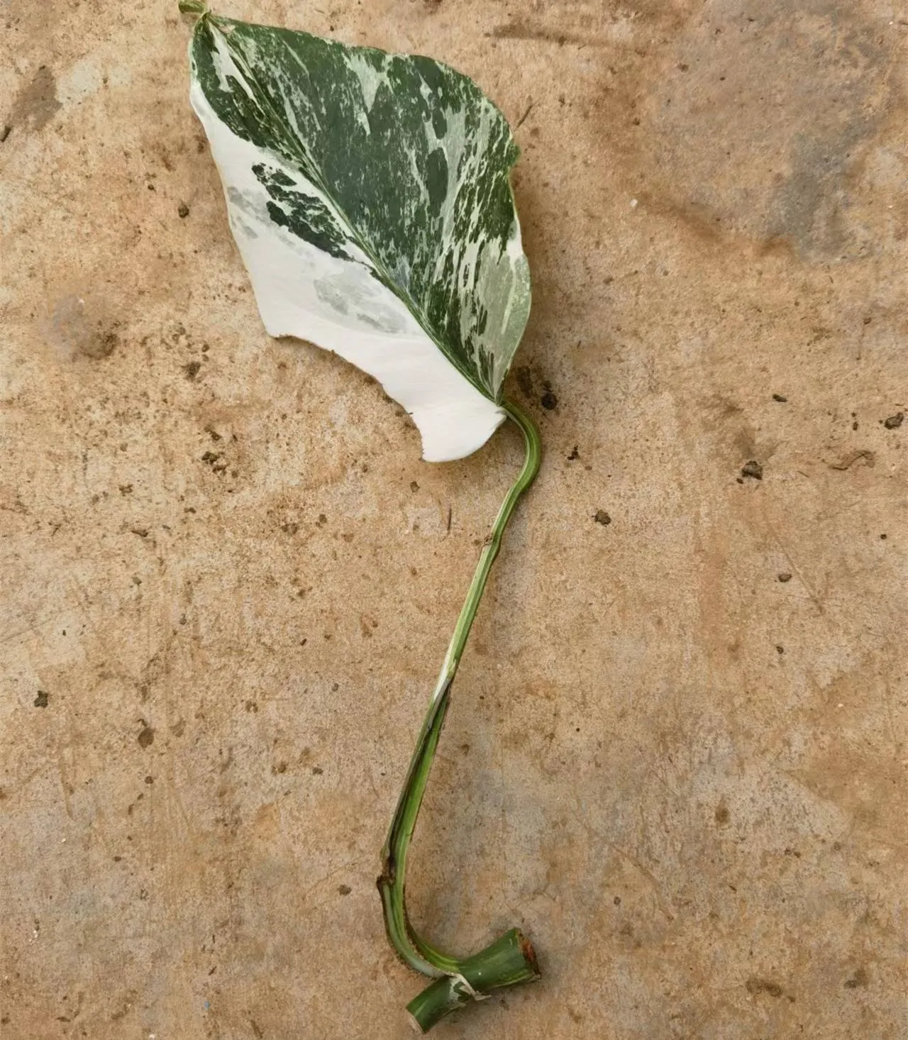 Искусственные пестрые листья Monstera deliciosa Liebm комнатные растения