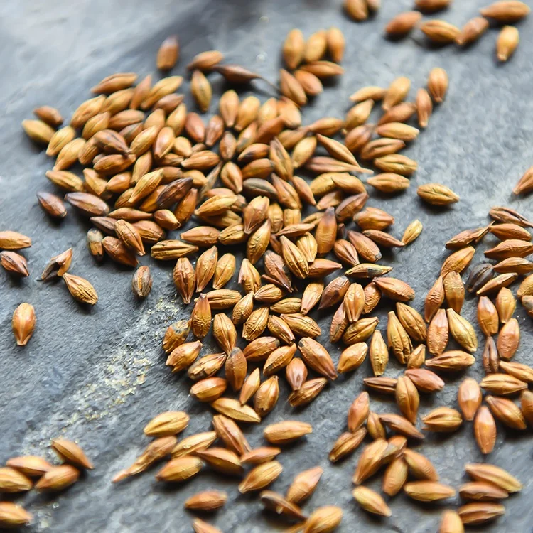 Bulk Wholesale Roasted Barley Grain Tea Health Food Drink Barley Tea