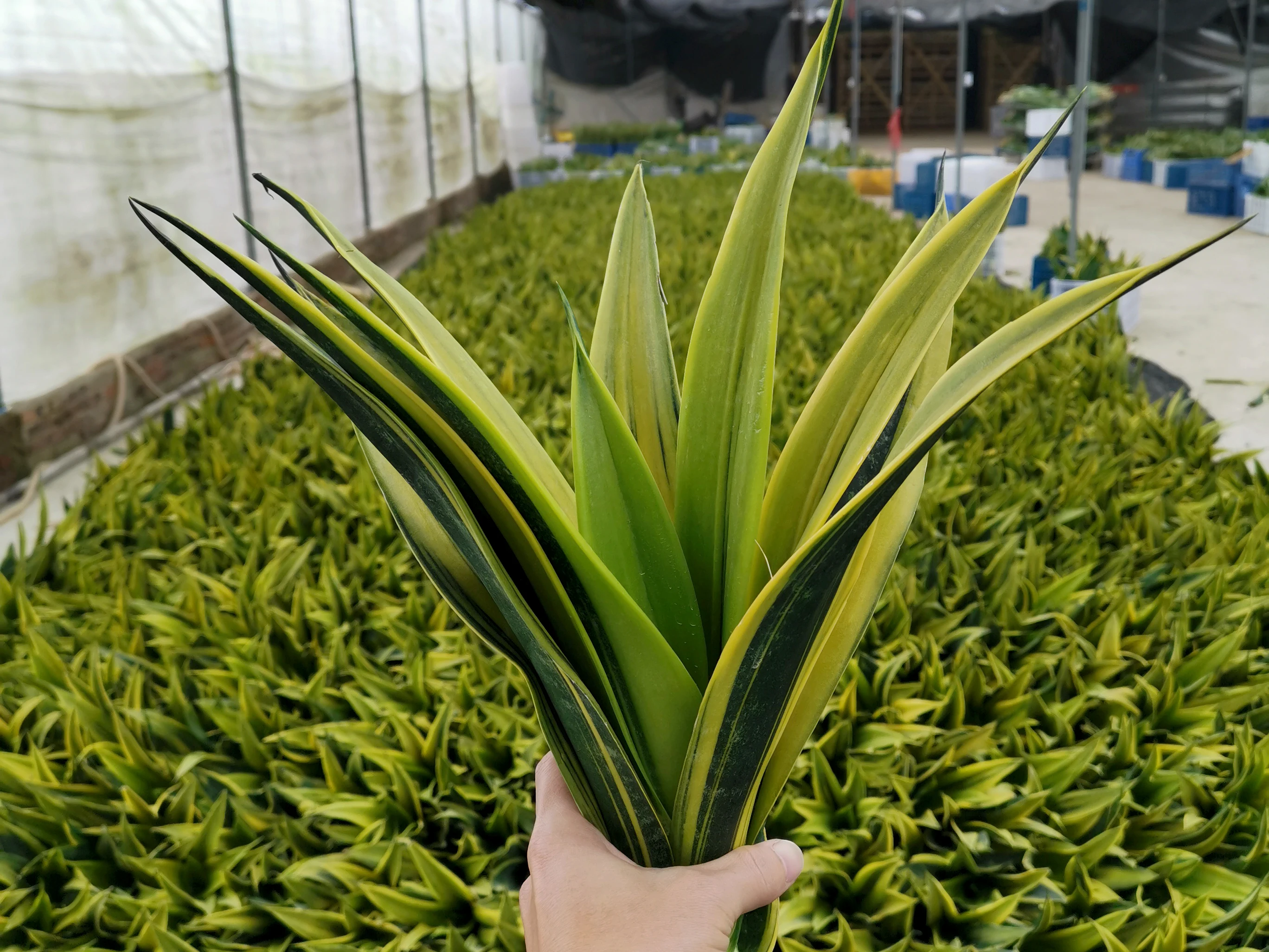  Горшок Sansevieria с золотым пламенем 15 см