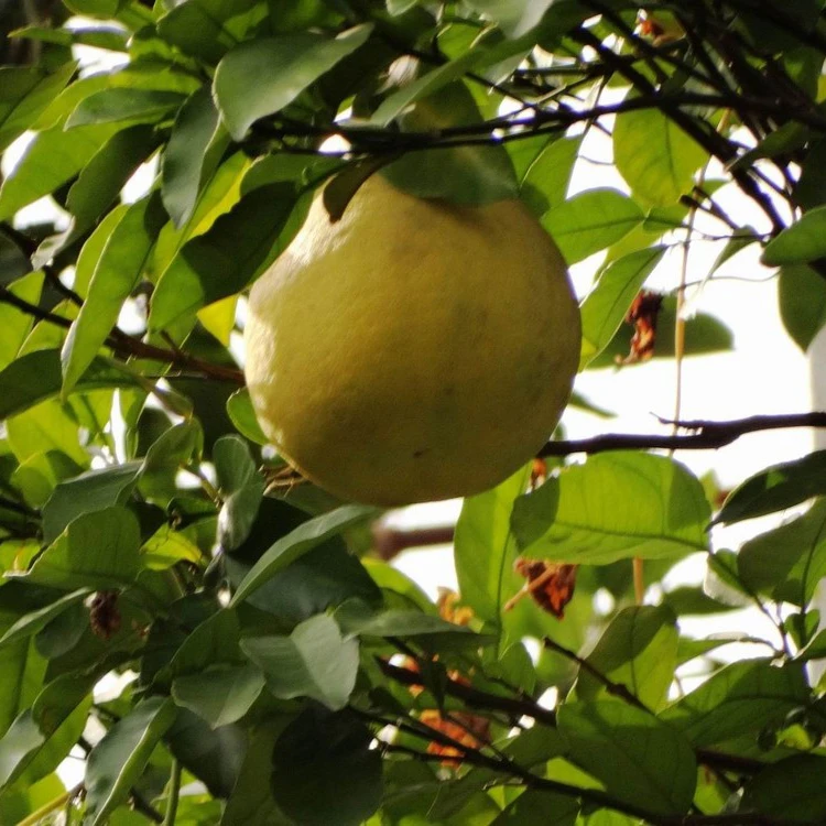 Fresh pomelo new harvest delicious fruits grapefruit for export from China good quality pomelo