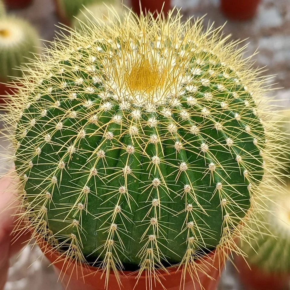 
Wholesale indoor live bead plant cactus 