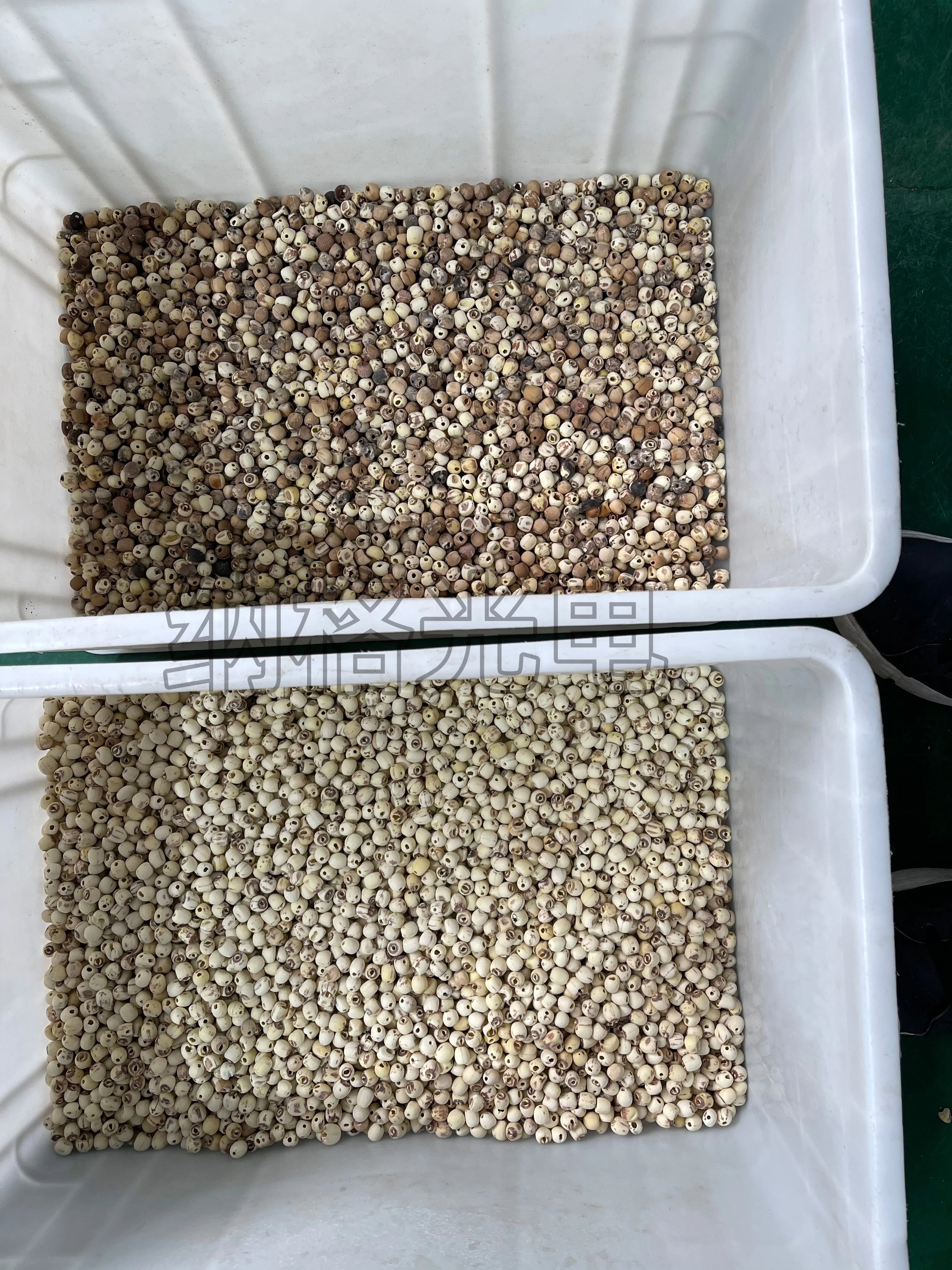 agricultural equipments coffee beans sorting machine /cocoa bean color sorter