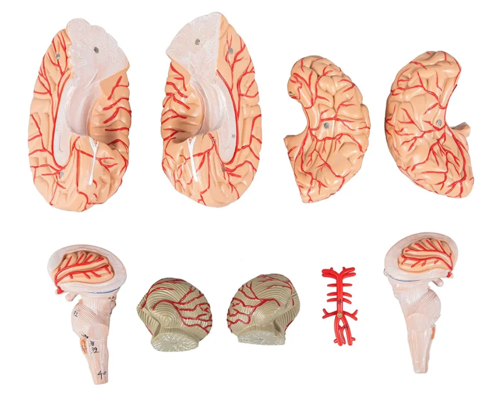 Medical Science teaching resources Human brain Model Brain anatomical model 9 parts assembled with digital markings