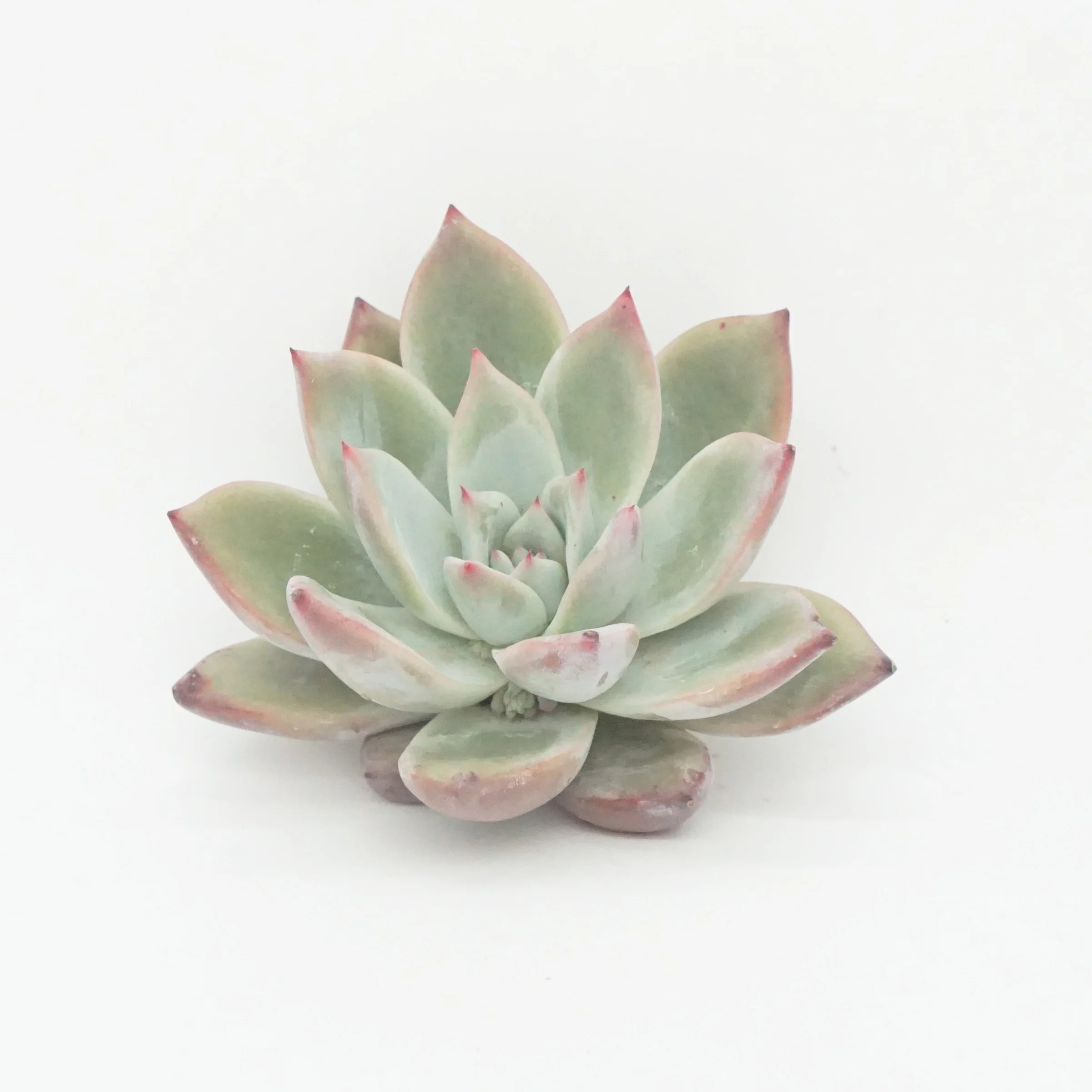 
echeveria succulent plants live natural wholesale houseplant Mini plants indoor korean succulent 