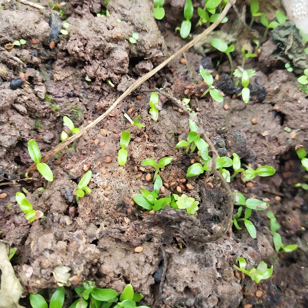 
400 seeds NON-GMO white mulberry seeds for planting 