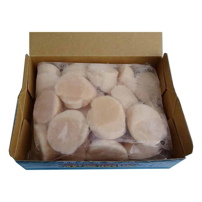 Stable supply  farming aquaculture scallop quality for sale with good price