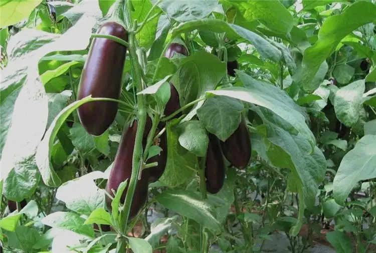 Vigorous growth hybrid eggplant seeds for growing