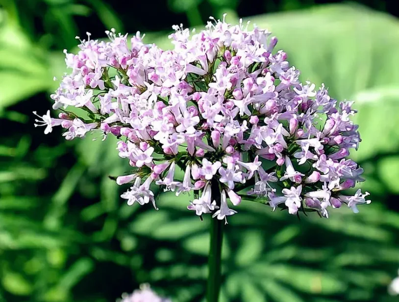 Factory Wholesale Valerenic Acid 0.8% Bulk Valeriana Officinalis  Valerian Root Extract