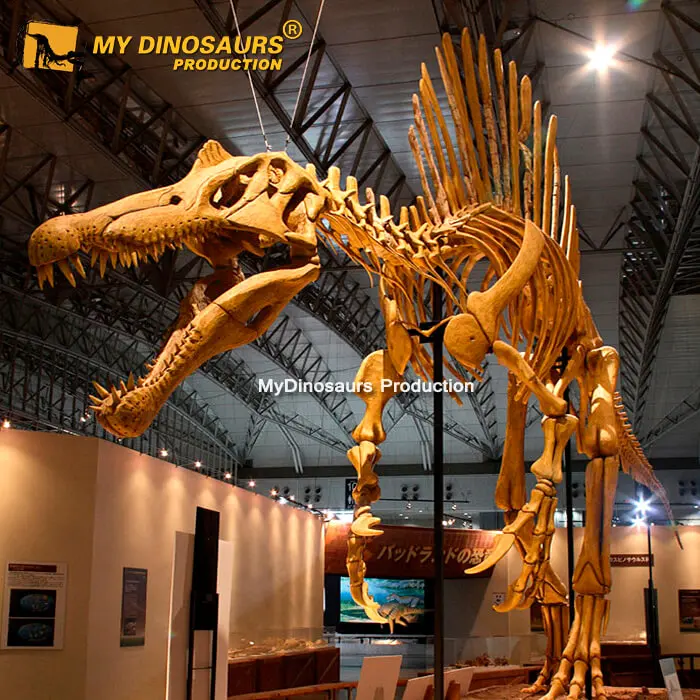 MyDino Dinosaur Skeleton Spinosaurus Skeleton for Sale