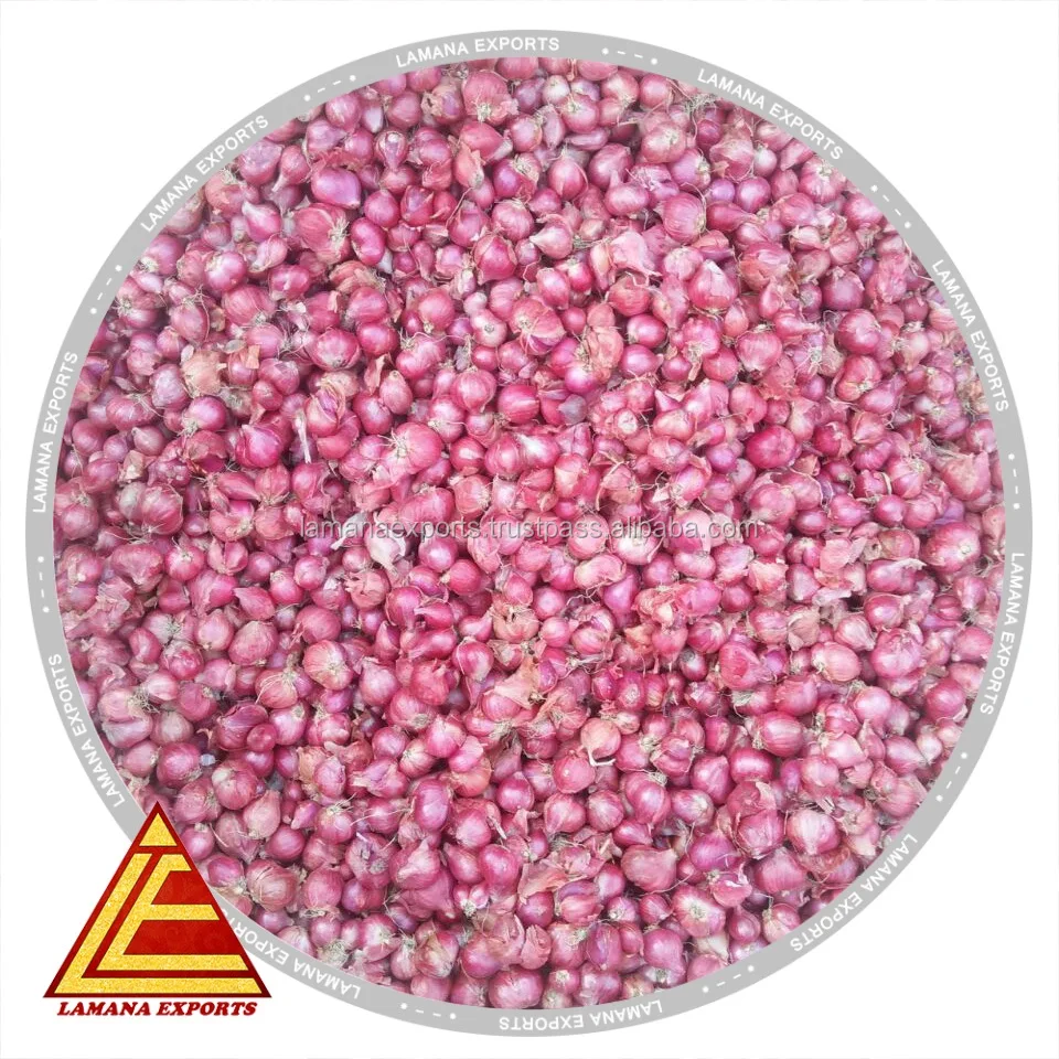 
Shallot Podisu Onion for Malayasia sambar onion 