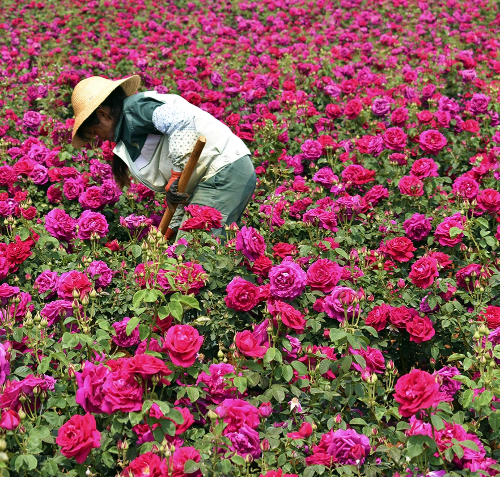 Pure natural geranium essential oil rose geranium oil geranium oil price