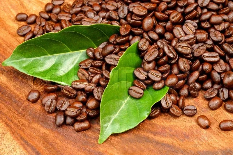 Wholesale Premium High Quality Raw Coffee Beans Directly from The Farm Grade 100% Arabic Green