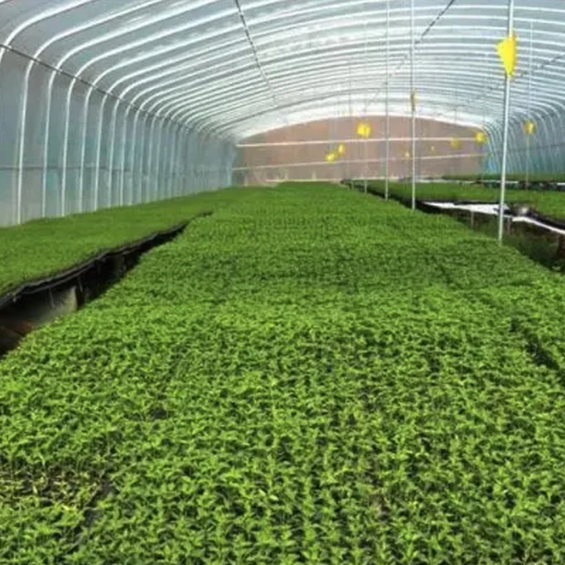 2024 Plastic Germination Seed Tray 98 Cells Seed Nursery Plant Germination Vegetables Flower Growing Tray Garden seedling tray