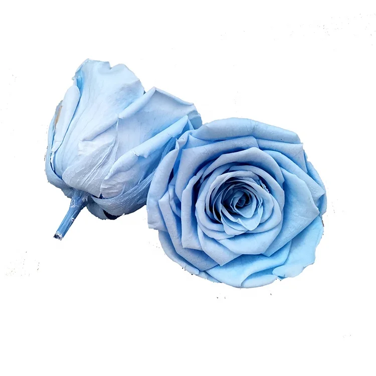 New Arrival Preserved Flower 5-6cm Preserved Rose Head For Decoration Or Gift