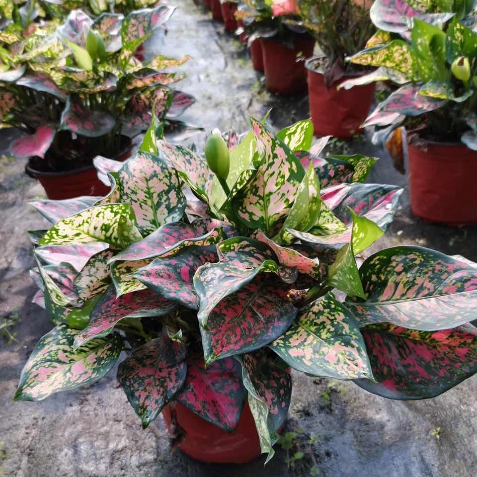 Aglonema plants aglonema queen